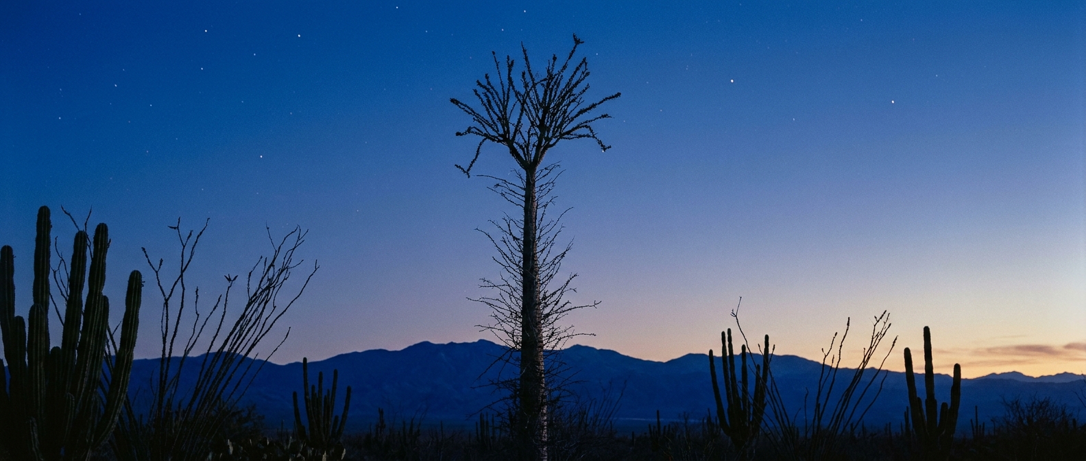 Boojum tree and cardón cactus silhouetted against Baja desert dusk