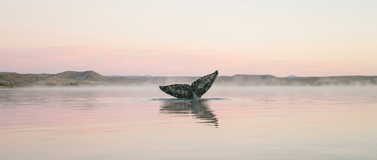 Gray whale fluke in a Pacific lagoon at dawn