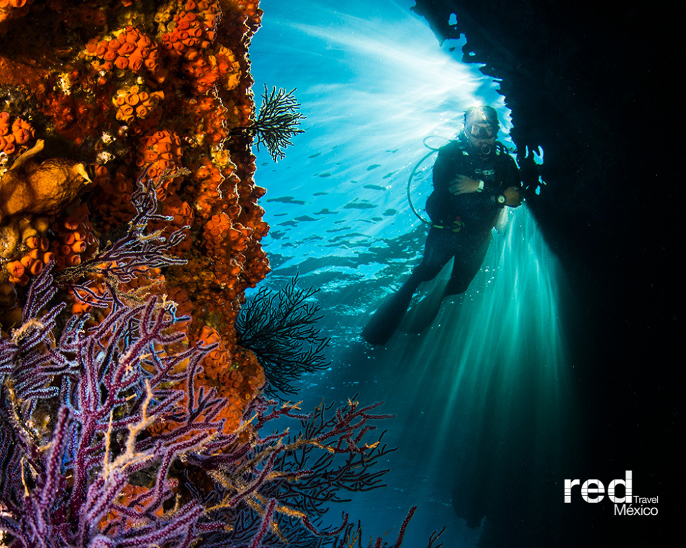 Marine life in the reserve
